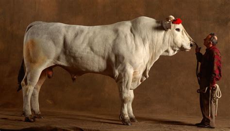 The Chianina is both the tallest and the heaviest breed of cattle. . Chianina bull weight